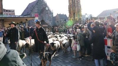 Eine Herde mit 600 Schafen ist in Nürnberg mitten durch die Stadt zu ihren Winterweiden gezogen.  (Foto: Daniel Löb/dpa)