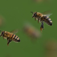 Ein Bienenstich auf dem Weg zur oder von der Arbeit kann rechtlich als Arbeits- oder Dienstunfall anerkannt werden. (Foto: Arne Dedert/dpa/dpa-tmn)