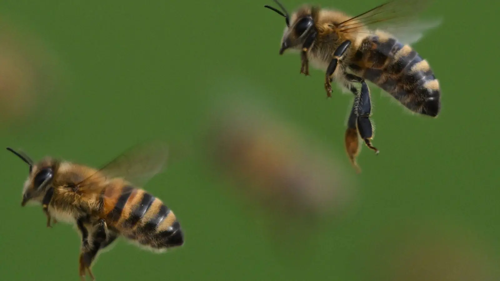 Ein Bienenstich auf dem Weg zur oder von der Arbeit kann rechtlich als Arbeits- oder Dienstunfall anerkannt werden. (Foto: Arne Dedert/dpa/dpa-tmn)