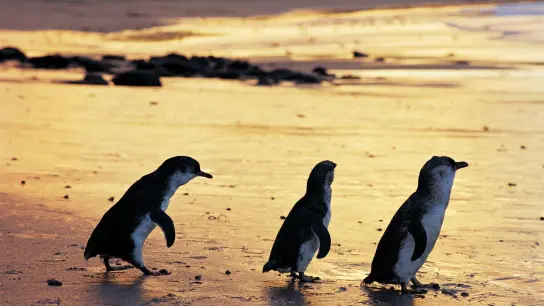 Klein, aber mitteilungsbedürftig: Die Zwergpinguine auf Phillip Island sorgen in der Dämmerung für ordentlich Geschnatter am Strand. (Foto: Visit Victoria/dpa-tmn)