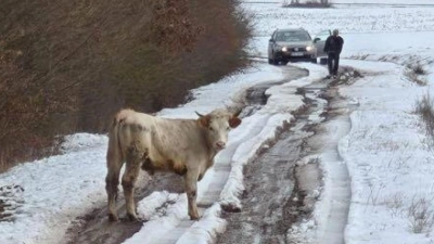 Bei Markt Bibart sind sechs Rinder ausgebüxt. Ein Einfangtrupp ist im Einsatz. (Foto: Jannik Schwarz)