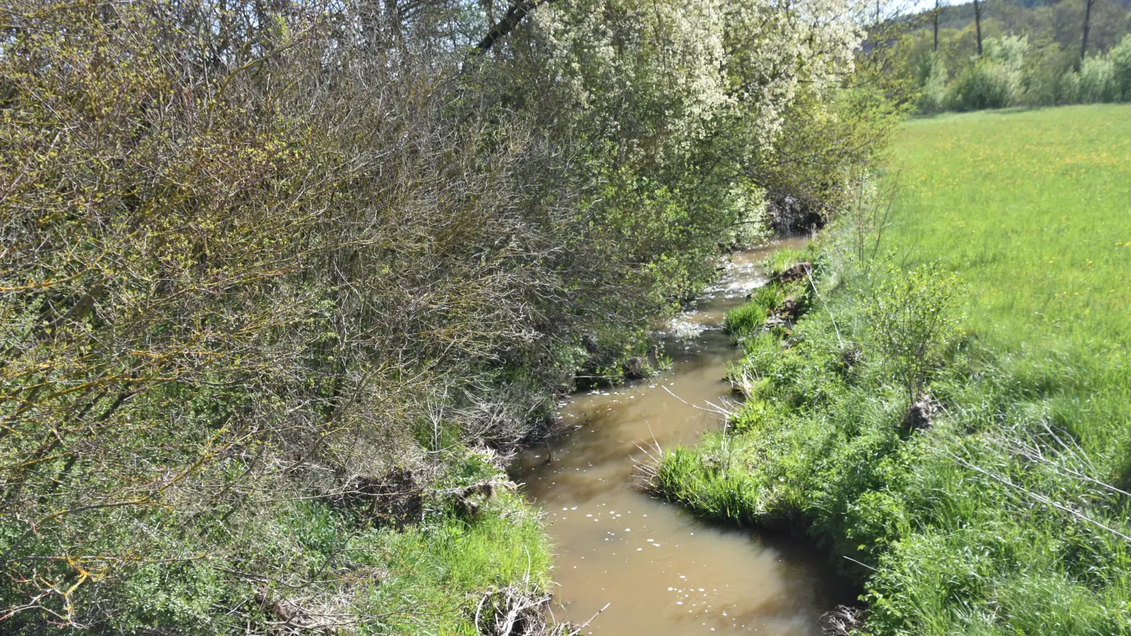 Ein paar Kilometer weiter bachabwärts in Burghaslach wurde jetzt eine Falle im Bach gefunden.  (Foto: Andreas Reum)