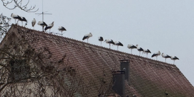 Auf vielen Dächern der Altstadt lassen sich die Störche nieder und sorgen mit ihren Hinterlassenschaften inzwischen für reichlich Unmut in der Bevölkerung. (Foto: Susanne Pöhlmann)