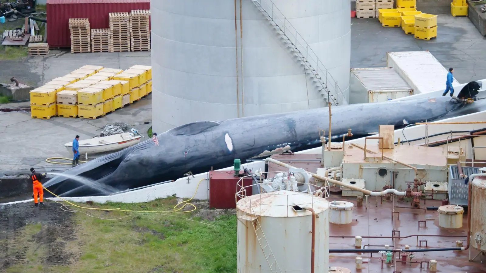Ein toter Blauwal liegt in der Walfangstation in Hvalfjördur (Island) und wird mit Wasser besprüht. (Foto: Arne Feuerhahn/Hard to Port/dpa/Archiv)