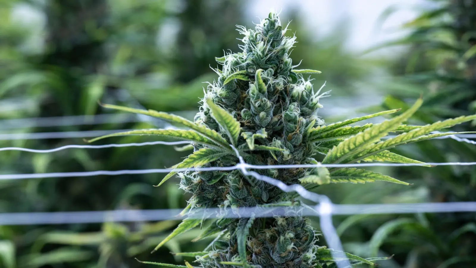 Cannabis soll im Betäubungsmittelgesetz von der Liste der verbotenen Substanzen gestrichen werden. (Foto: Hendrik Schmidt/dpa)