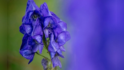 Der Blaue Eisenhut gehört wegen des Stoffs Aconitin zu den giftigsten Pflanzen Europas. (Archivbild) (Foto: Patrick Pleul/dpa)