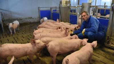 Jürgen Dierauff mit seinen Mastschweinen. Auch bei ihm im Stall kommt es vor, dass ein Schwein den Ringelschwanz eines Artgenossen anknabbert. In so einem Fall greift er schnell ein. (Foto: Anita Dlugoß)