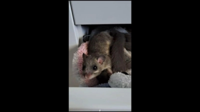 Das Screenshot aus einem Video, das die Bewohnerin des Hauses zur Verfügung gestellt hat, zeigt Siebenschläfer in einer Schublade eines Badezimmerschrankes in einem Haus in Unterschleißheim bei München. (Foto: Sylvia Müller/dpa)