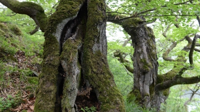 Der Nationalpark Kellerwald-Edersee wird als Positivbeispiel genannt. (Foto: Uwe Zucchi/dpa)