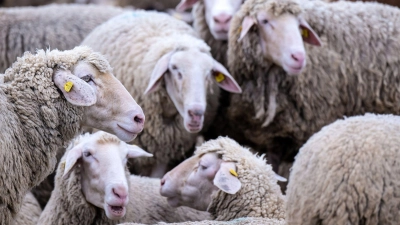 Ein Zehnjähriger aus dem Landkreis Ansbach soll am Tod eines Schafes schuld sein. (Symbolbild: Sven Hoppe/dpa)