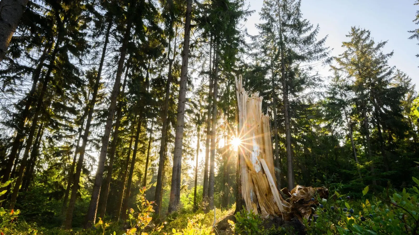 Nadelwälder - vor allem aus Fichten und Kiefern - haben es in Westmittelfranken wegen des Klimawandels schwer. Mehr Mischwald soll her. (Symbolbild: Julian Stratenschulte/dpa)