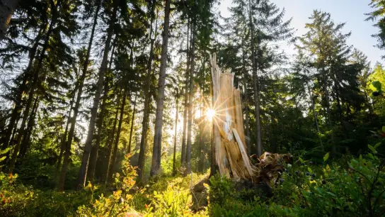 Nadelwälder - vor allem aus Fichten und Kiefern - haben es in Westmittelfranken wegen des Klimawandels schwer. Mehr Mischwald soll her. (Symbolbild: Julian Stratenschulte/dpa)