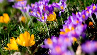 Wer ab Ende September Blumenzwiebeln pflanzt, kann sich im Frühjahr über bunte Frühblüher freuen. (Foto: Hauke-Christian Dittrich/dpa/dpa-tmn)