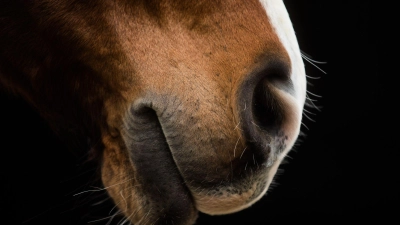 Das Pferd trat in ein Loch und stürzte. (Symbolbild) (Foto: Rolf Vennenbernd/dpa)