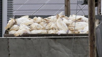 Wenn in einem Geflügelbetrieb die Vogelgrippe nachgewiesen wurde, müssen alle Tiere vorsorglich getötet und vernichtet werden. Die Tierseuchenkasse leistet Entschädigungszahlungen. (Illustration)    (Foto: Michael Bahlo/dpa)