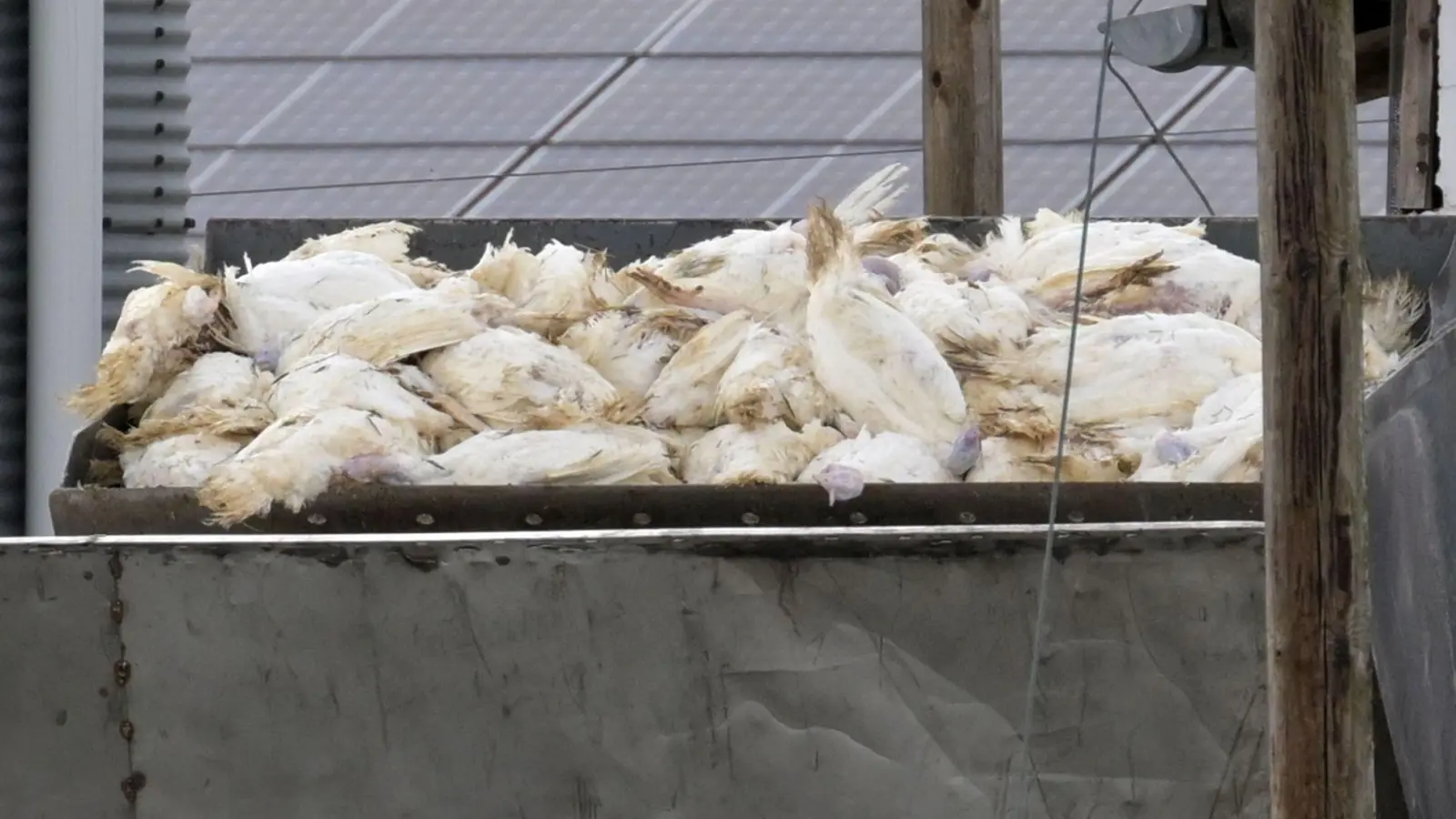 Wenn in einem Geflügelbetrieb die Vogelgrippe nachgewiesen wurde, müssen alle Tiere vorsorglich getötet und vernichtet werden. Die Tierseuchenkasse leistet Entschädigungszahlungen. (Illustration)    (Foto: Michael Bahlo/dpa)