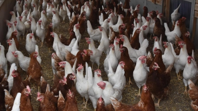 Zur Vermeidung eines Eintrags der Geflügelpest in die Bestände sind Geflügelhalter extrem wachsam. Die konsequente Einhaltung von hygienischen Maßnahmen ist wichtig. (Symbolbild: Silvia Schäfer)