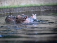 Kecke Ohren: Willi Wackelöhrchen (Foto: Bernd von Jutrczenka/dpa)