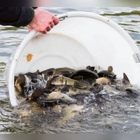 Kaum noch Fische verendeten in den vergangenen Wochen in der Aisch. (Symbolbild: Florian Möllers/dpa)