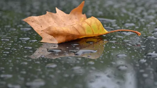 Der Herbst und der Regen. (Foto: Patrick Pleul/dpa)