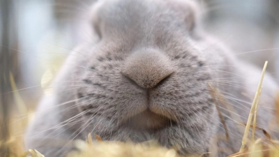 Regelmäßige Tierarztbesuche sind wichtig für die Gesundheit von Kaninchen. (Foto: Sebastian Willnow/dpa)