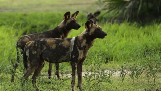 Mehr als 500 vom Aussterben bedrohte Afrikanische Wildhunde leben im Ruaha-Nationalpark in Tansania. (Foto: Asilia Afrika/dpa)