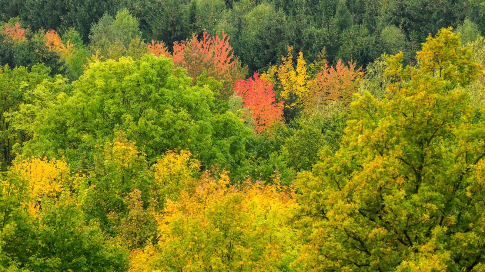Laubbäume mit herbstlichen verfärbten Blättern am Roten Berg im Landkreis Hildesheim. (Foto: Julian Stratenschulte/dpa)