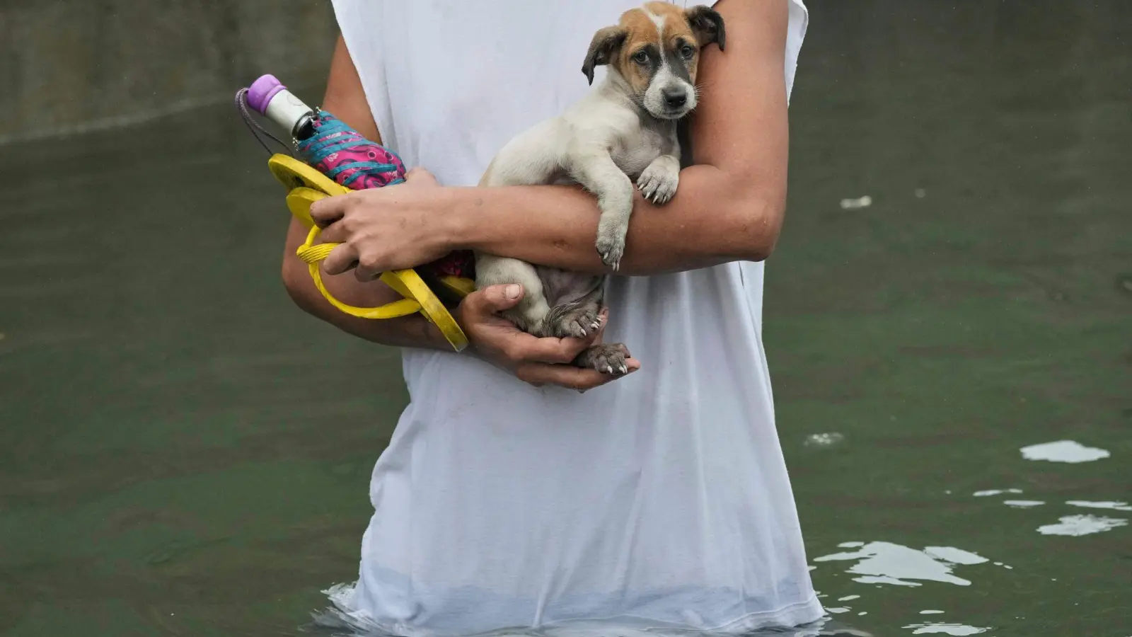 Ein Welpe wird von einem Mann getragen, nachdem er aus einem überschwemmten Haus auf den Philippinen gerettet wurde. (Foto: Aaron Favila/AP/dpa)