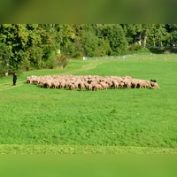Die Herde zu führen schaut einfacher aus, als es ist. (Foto: Erich Kraus)