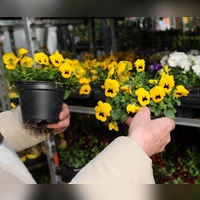 Bunte Auswahl: Im Herbst gibt es vorgezogene Stiefmütterchen in Hülle und Fülle. (Foto: picture alliance / dpa)