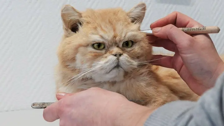 Tierpräparatorin Laura Eberhard arbeitet an einer ausgestopften Katze. Bei MemoryPets werden gestorbene Haustiere möglichst lebensecht präpariert. (Foto: Ann-Marie Utz/dpa)