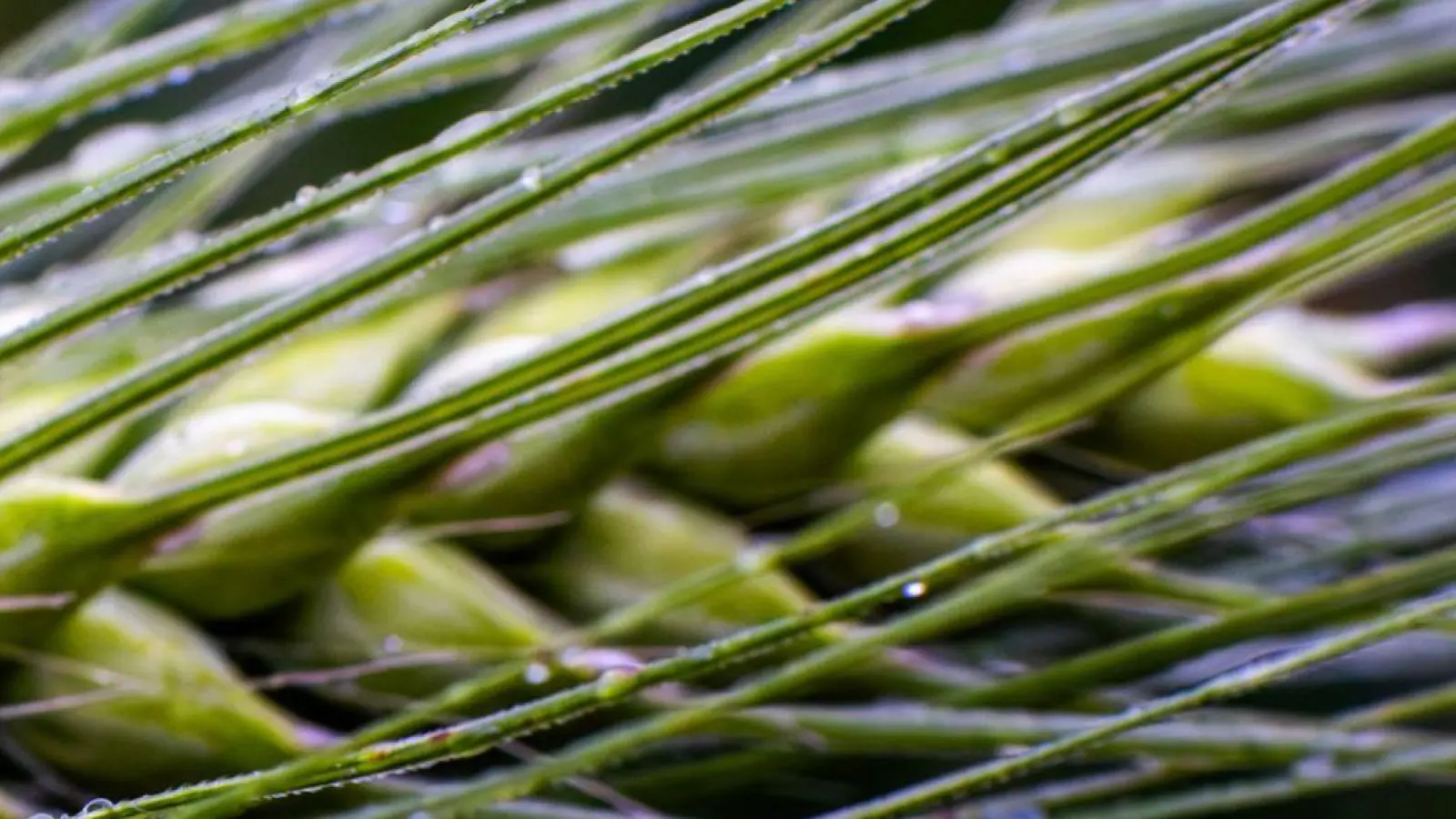 Dringend benötigt: Regen in der Landwirtschaft.  (Foto: Jens Büttner/dpa)