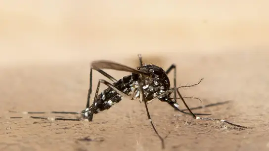Exotische Stechmückenarten sind in Europa wieder auf dem Vormasch. Sie können gefährliche Viren übertragen. (Foto: Ennio Leanza/KEYSTONE/dpa)