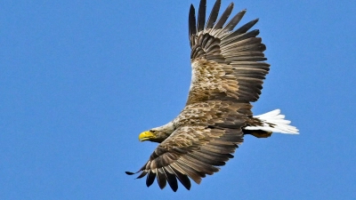 Beeindruckende Erscheinung: Der Seeadler gilt mit einer Flügelspannweite von bis zu 2,60 Metern als größter europäischer Greifvogel. (Foto: Patrick Pleul/dpa/dpa-tmn)