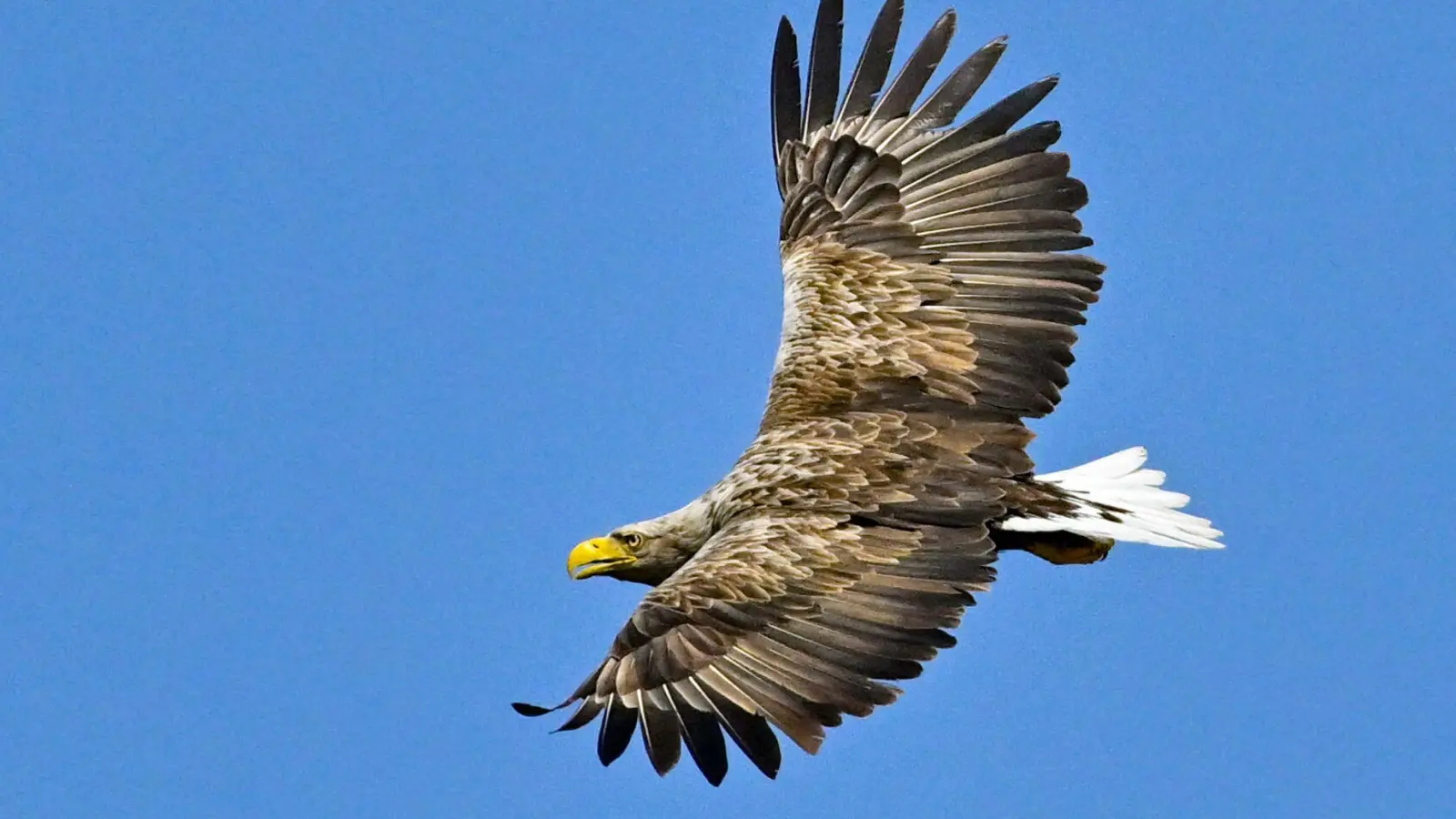 Beeindruckende Erscheinung: Der Seeadler gilt mit einer Flügelspannweite von bis zu 2,60 Metern als größter europäischer Greifvogel. (Foto: Patrick Pleul/dpa/dpa-tmn)