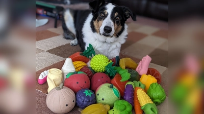 Der elf Jahre alte Border Collie-Rüde Bryn aus Großbritannien kennt die Namen von etwa 100 Spielzeugen. (Foto: Helen Morgen/EurekAlert/dpa)