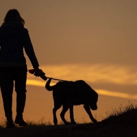 Herrchen oder Frauchen? Ein Gericht entschied, dass bei einer Trennung der gemeinsame Hund zwischen den beiden Ex-Partnern versteigert werden kann. (Foto: Sebastian Gollnow/dpa/dpa-tmn)
