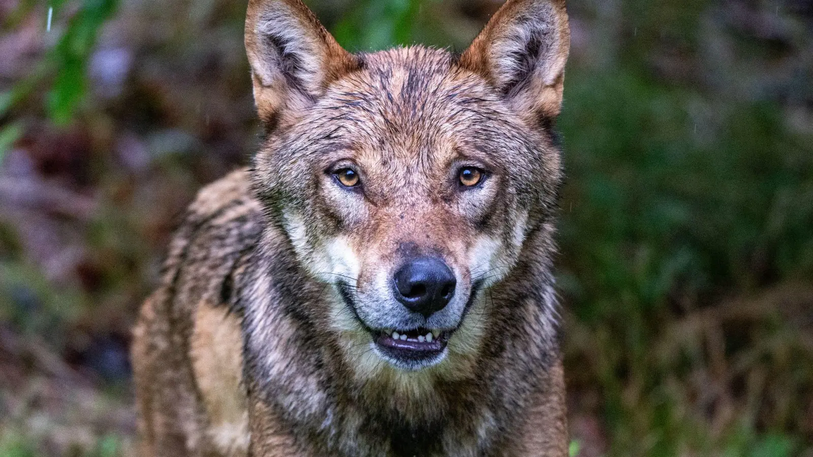 Im Gehege des Nationalparkzentrums Falkenstein im Bayerischen Wald werden Wölfe gehalten, etliche Artgenossen leben aber mittlerweile auch frei in Bayern. (Archivbild) (Foto: Armin Weigel/dpa)