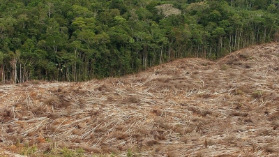 Gefällte Bäume liegen am Rande des Urwaldes in der Amazonasregion in Brasilien. (Foto: Marcelo Sayao/EFE/dpa)