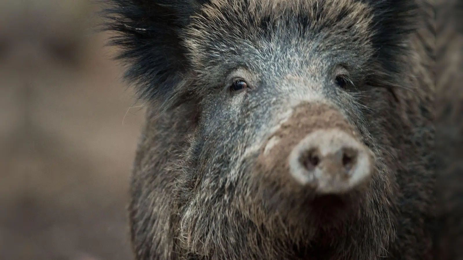Übler Gestank: Acht Wildschweinkadaver waren in dem Anhänger gelagert. (Symbolbild) (Foto: Lino Mirgeler/dpa)