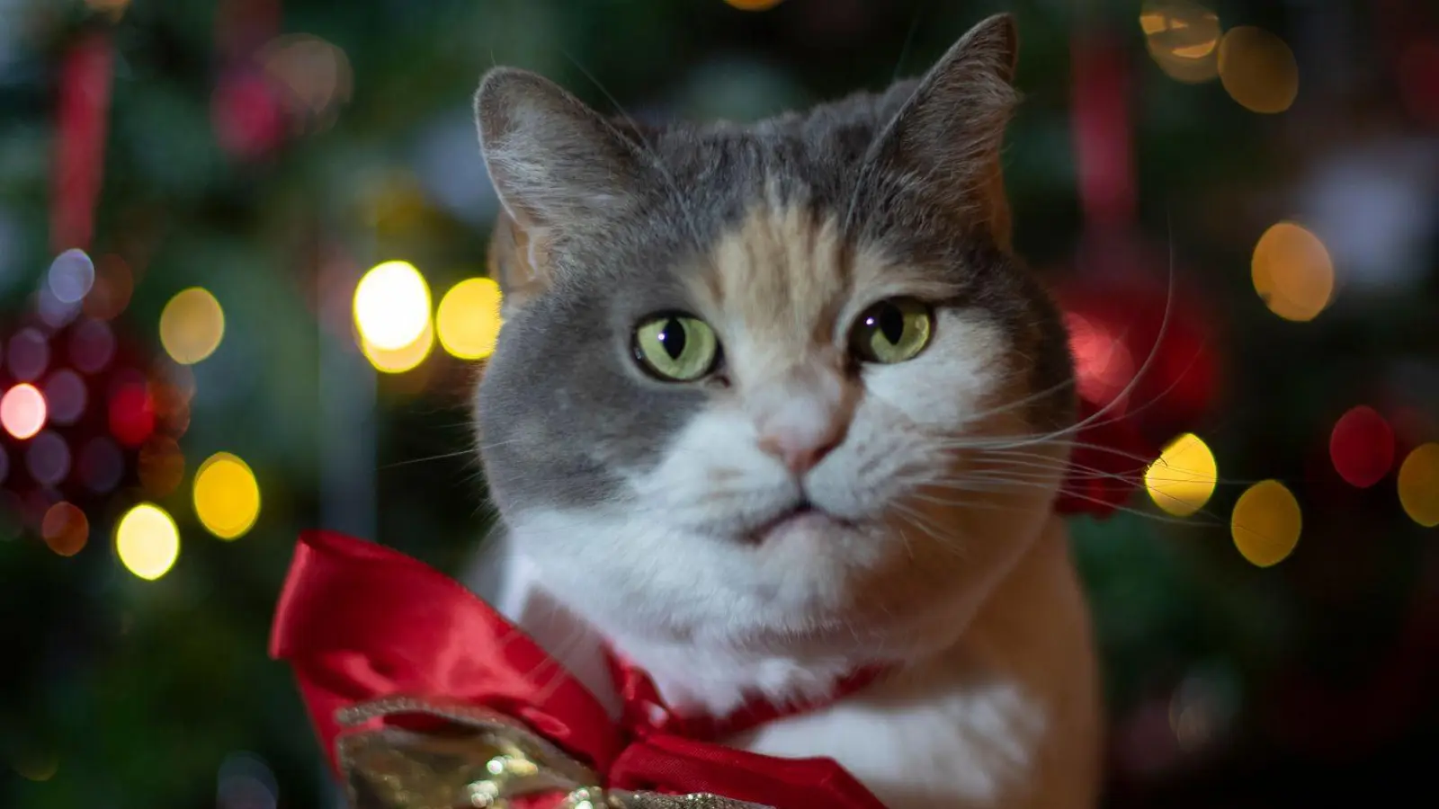 So süß sie auch aussehen: Haustiere sind als Weihnachtsgeschenk keine gute Idee. (Foto: Ina Fassbender/dpa-tmn)