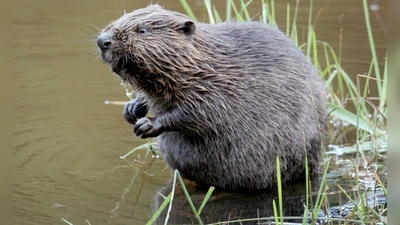 In Augsburg verirrte sich ein Biber in die Altstadt und verlor die Orientierung. (Symbolbild) (Foto: Felix Heyder/dpa)