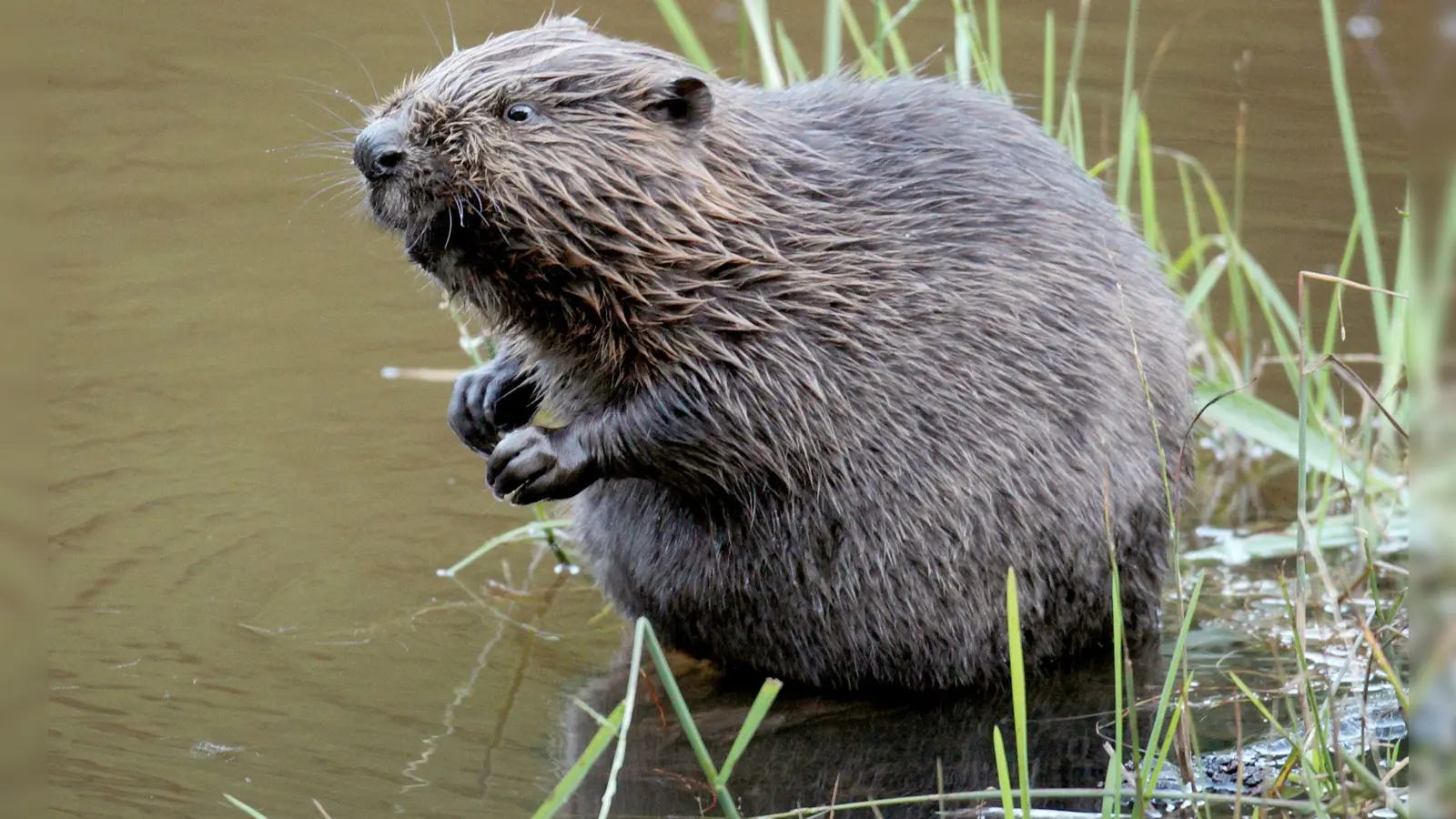 In Augsburg verirrte sich ein Biber in die Altstadt und verlor die Orientierung. (Symbolbild) (Foto: Felix Heyder/dpa)
