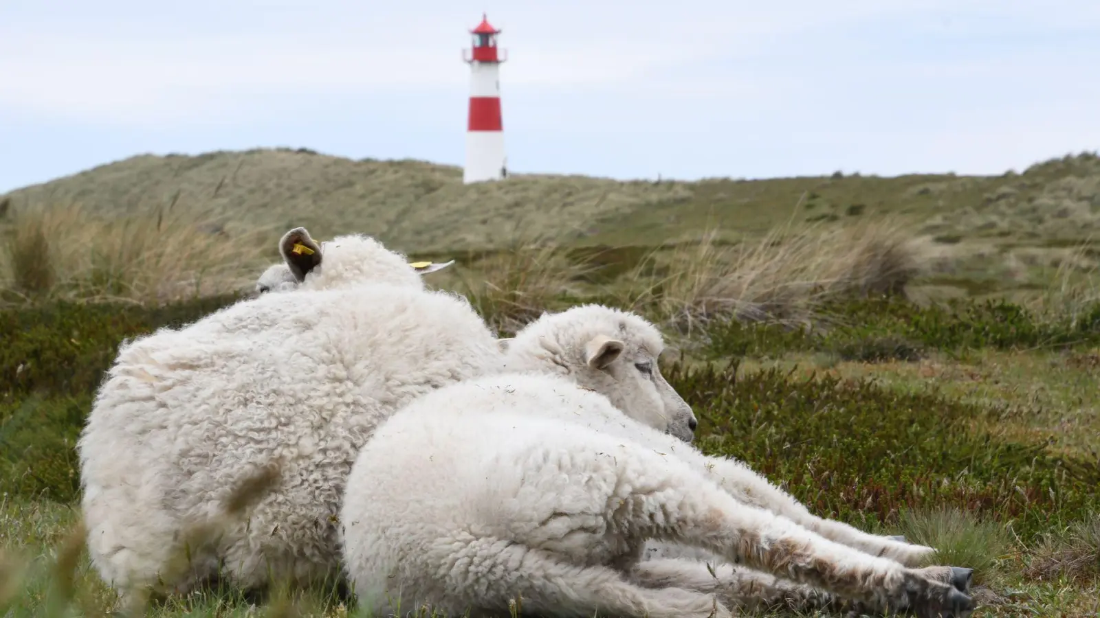 Der Goldschakal, der auf Sylt Dutzende Lämmer gerissen hat, darf wieder gejagt werden (Archivbild). (Foto: Lea Sarah Albert/dpa)