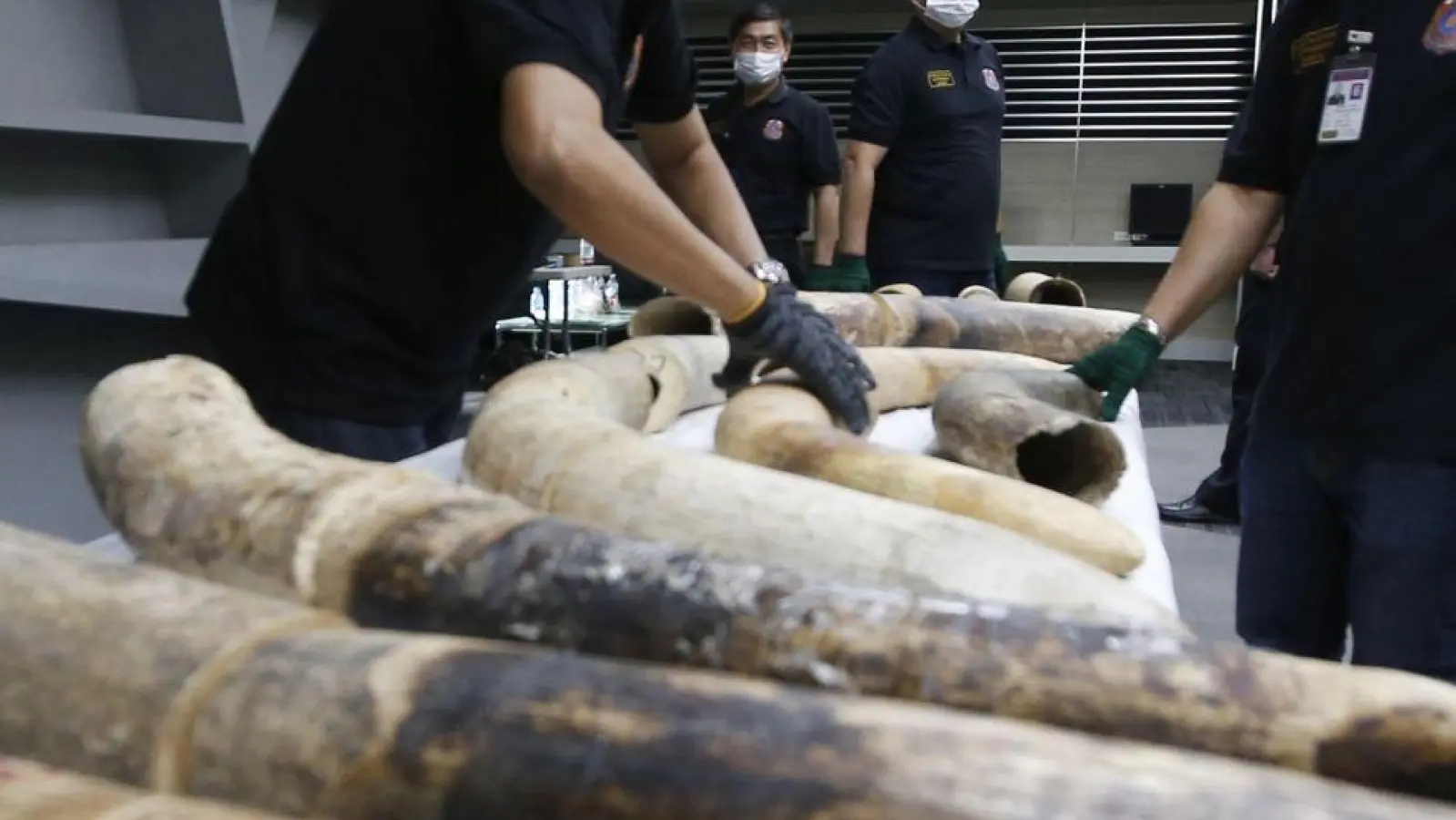 Thailändische Zollbeamte in Bangkok mit geschmuggelten und beschlagnahmten Elefantenstoßzähnen aus Nigeria. (Foto: Sakchai Lalit/AP/dpa)