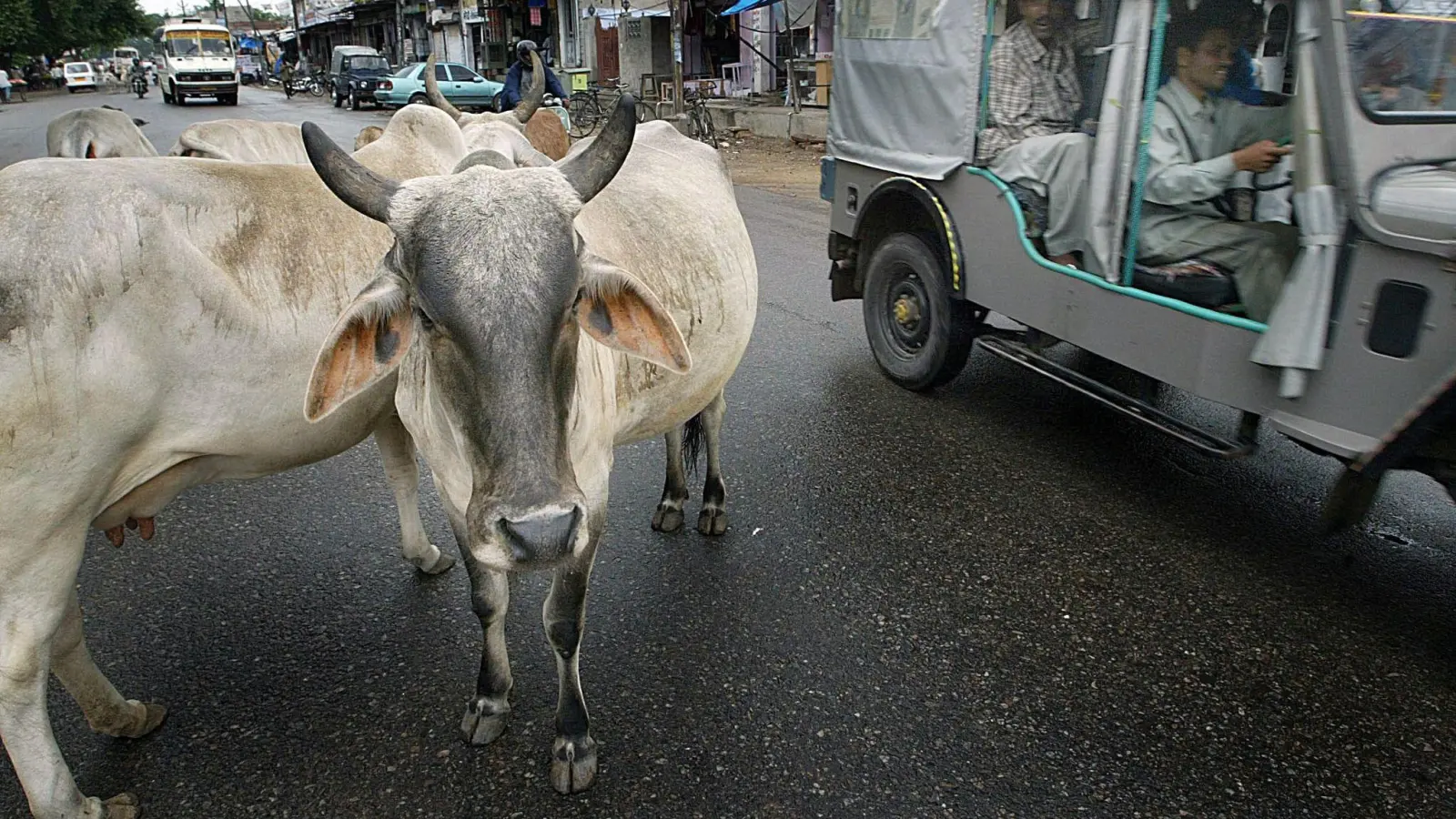 Kühe stehen auf einer Hauptstraße in einem Außenbezirk der indischen Haupstadt Neu Delhi. (Foto: epa/dpa)