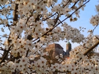 Blütentraum - gesehen in Colmberg.<br> (Foto: Karin Gehring)
