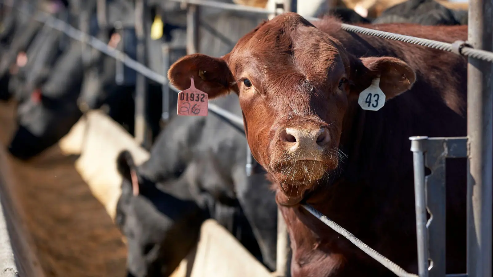 Die weltweite Nahrungsmittelproduktion verursacht dem Bericht zufolge rund 30 Prozent der globalen Treibhausgasemissionen. (Archivbild) (Foto: Nati Harnik/AP/dpa)