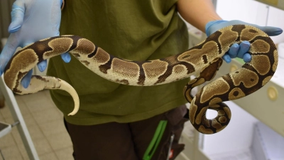 Die Schlangen gelten als friedlich. (Foto: -/Auffangstation für Reptilien, München e.V./dpa)