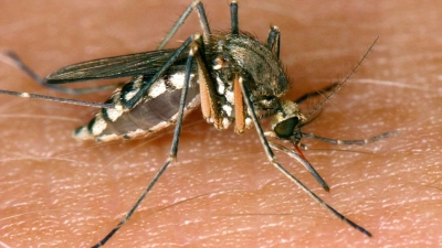 In Stuttgart und Karlsruhe wurden zwei lokal erworbene Infektionen mit dem West-Nil-Virus gemeldet. (Symbolbild) (Foto: Andreas Lander/dpa-Zentralbild/dpa)